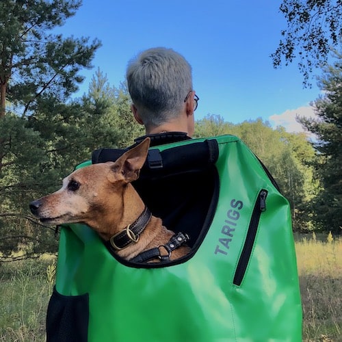 Pinscher miniatura sentado en una mochila de senderismo de TARIGS en color verde