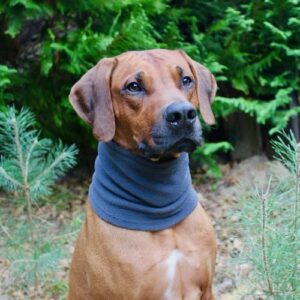 Ridgeback trägt flauschigen Schal für Hunde