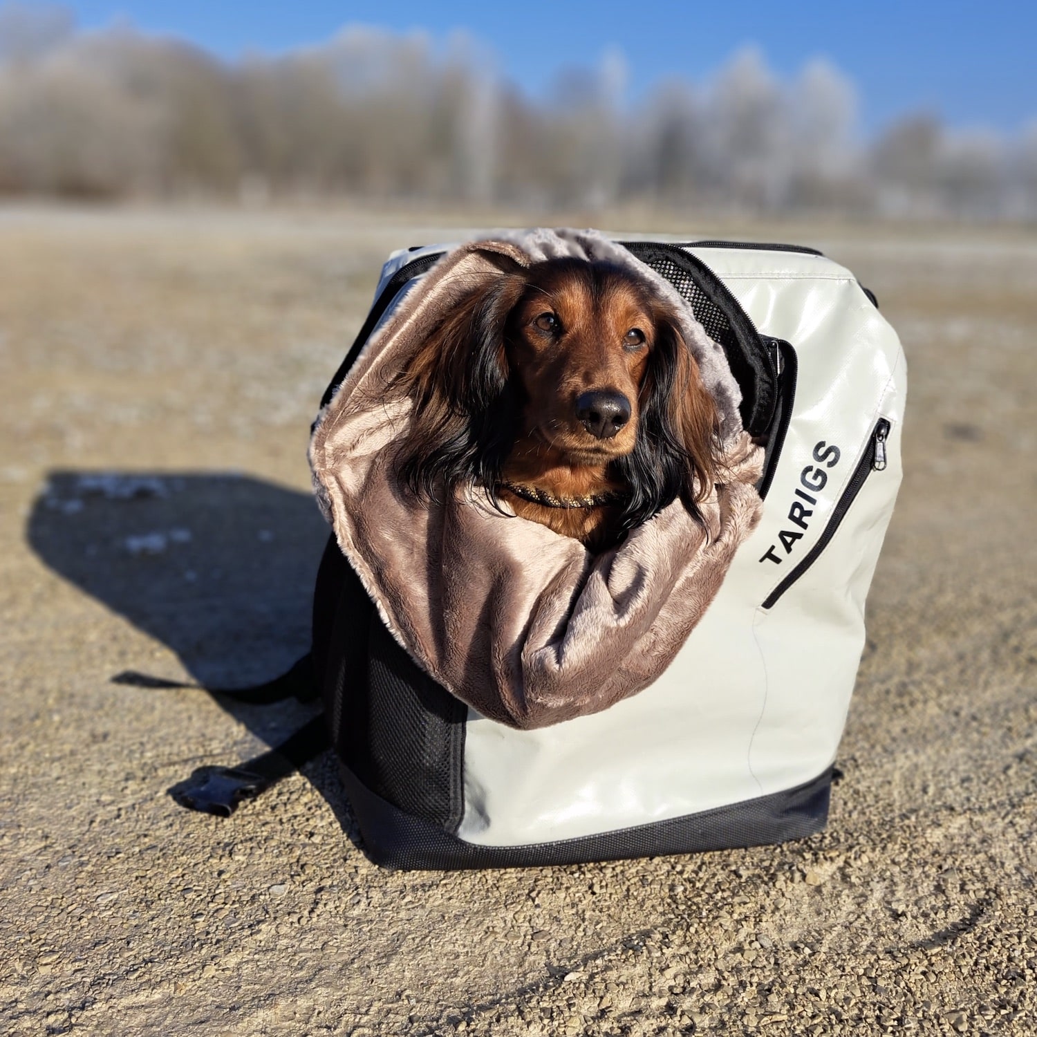Miniature dachshund sitting cuddled up in sleeping bag in MountainRock Backpack - Medium
