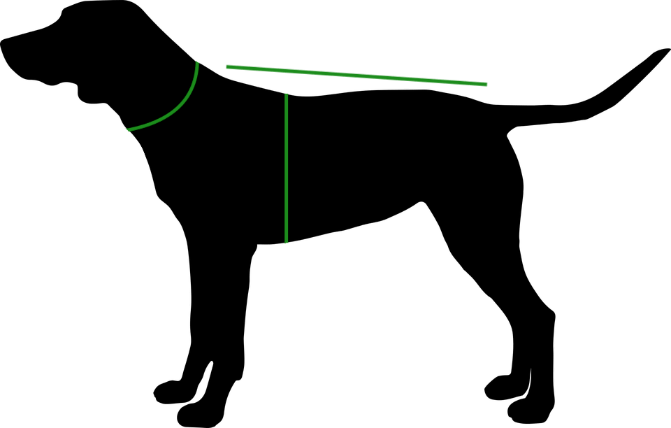 Begrænse kulhydrat kollision Size chart for different dog breeds - take a look | TARIGS