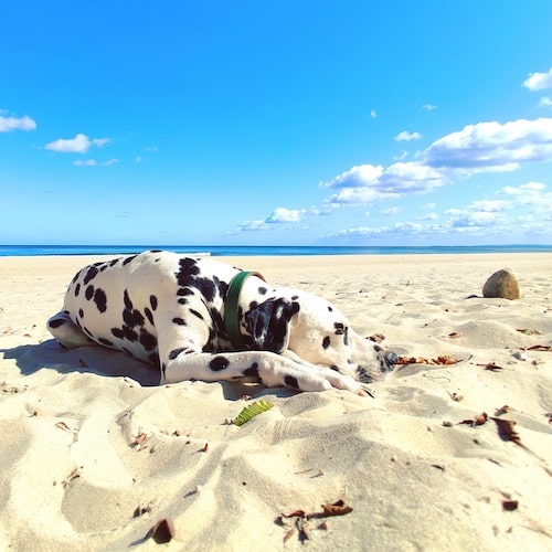 Dalmatian lies in the stand and enjoys the sun