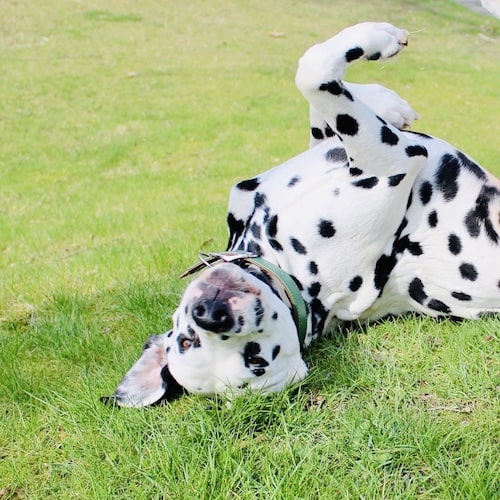 Dalmatian lies on back
