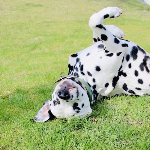 Dalmatien couché sur le dos