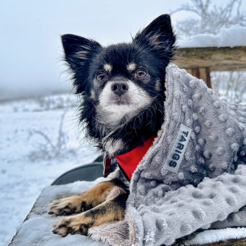 Chihuahua couché dans un sac de couchage pour chiens