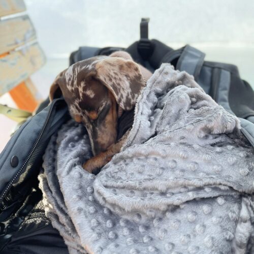 Miniature dachshund lies cuddled up in Snuggle Bag in PeakStone Backpack