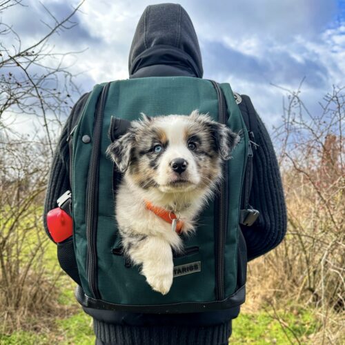 Puppy sits in PeakStone Backpack - Small, Forest Green