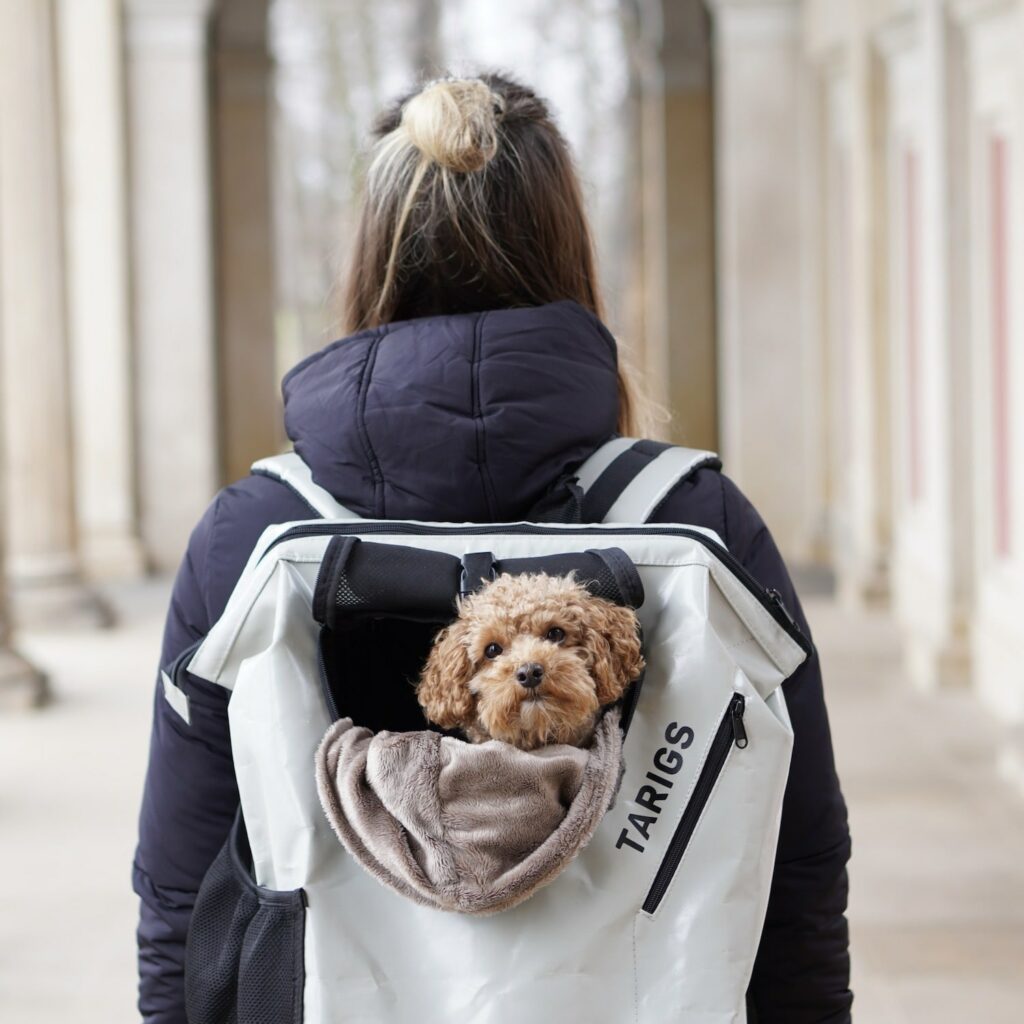 Hiking backpack for dogs up to 20 kg at TARIGS The original