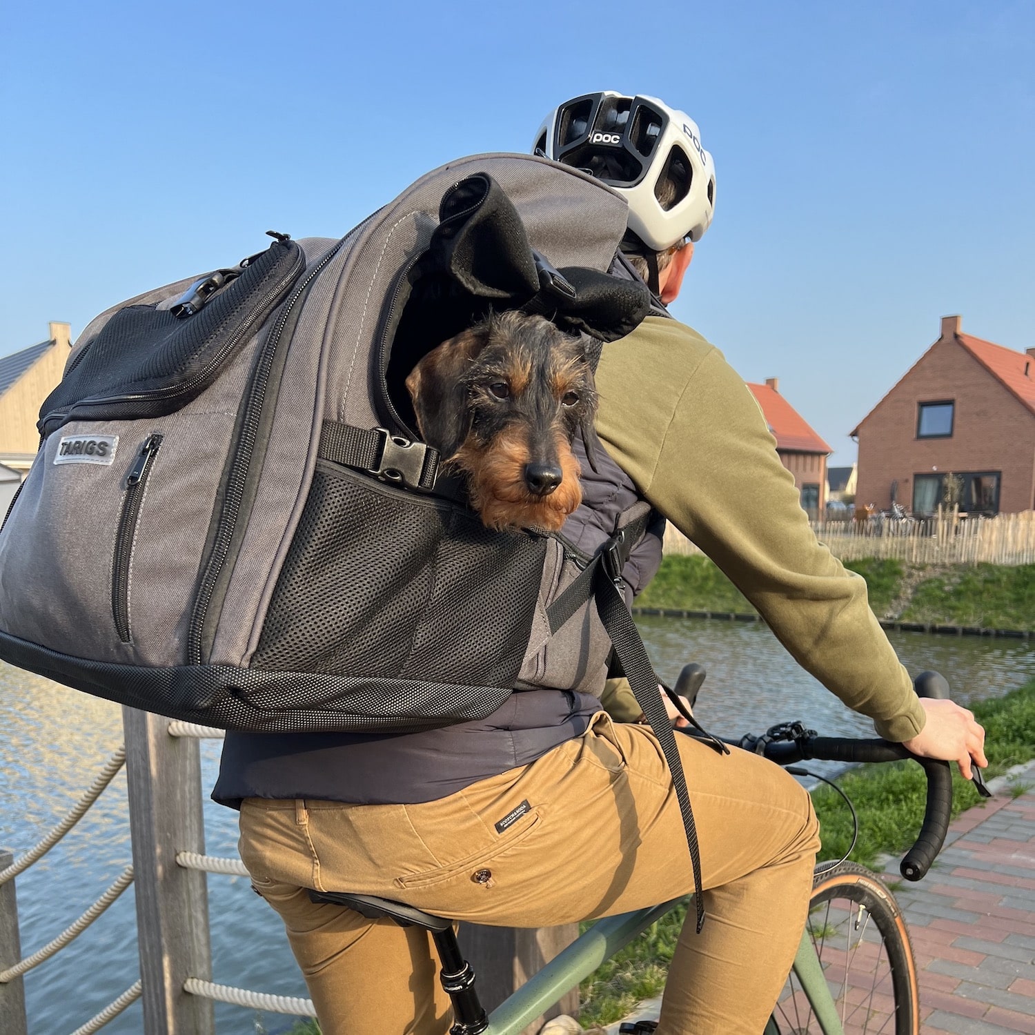 El perro salchicha miniatura se sienta en la mochila TARIGS para perros salchicha en bicicleta