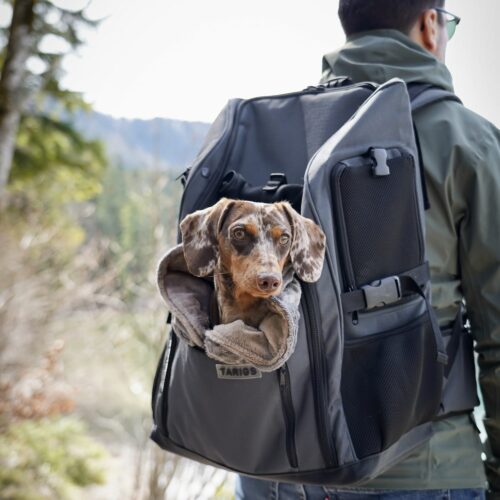 Un hombre lleva la PeakStone Backpack a la espalda. Un perro salchicha miniatura se pone cómodo en la PeakStone Backpack, acurrucado en la Snuggle Bag.