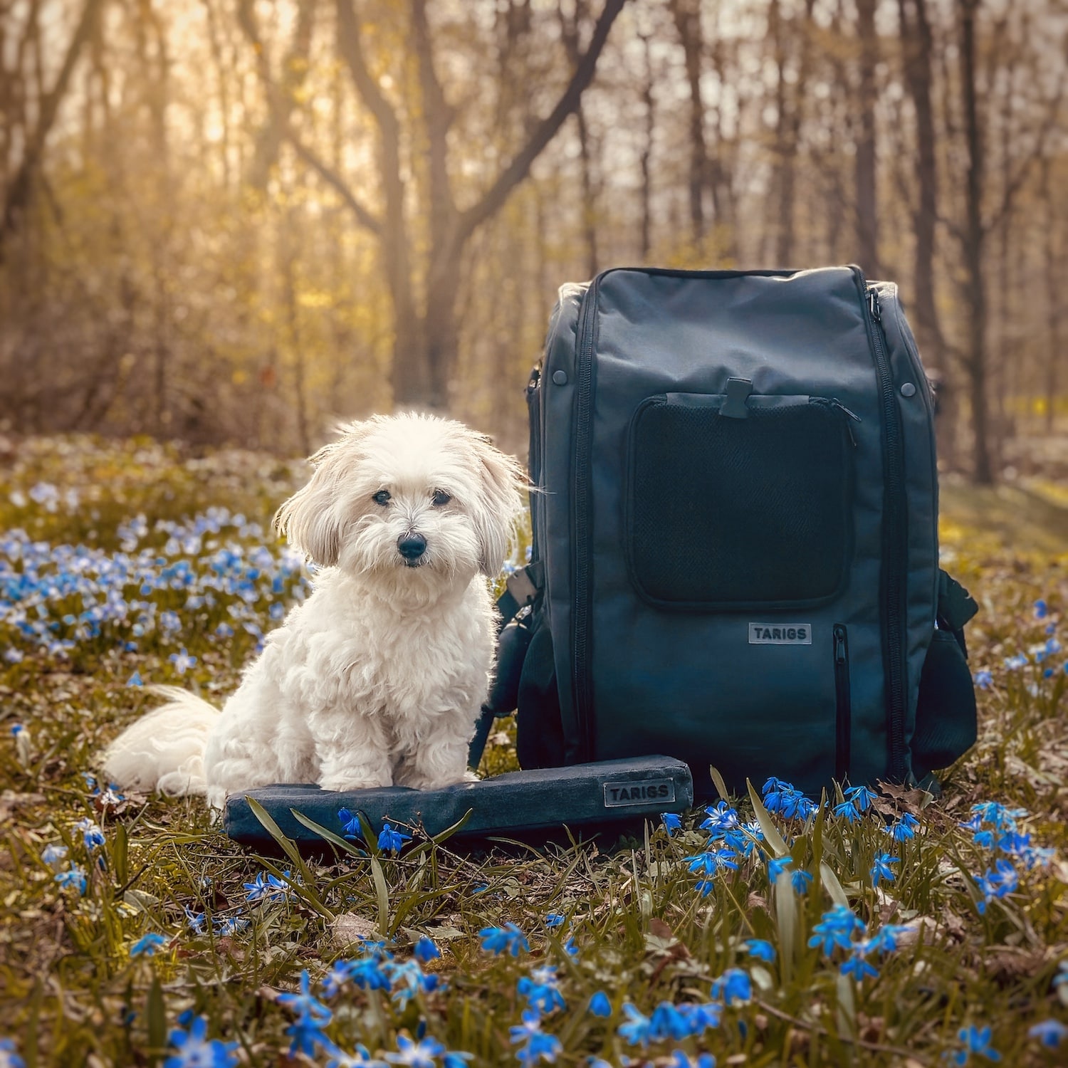 Coton de Tulear sits on Booster Seat for PeakStone Backpack.