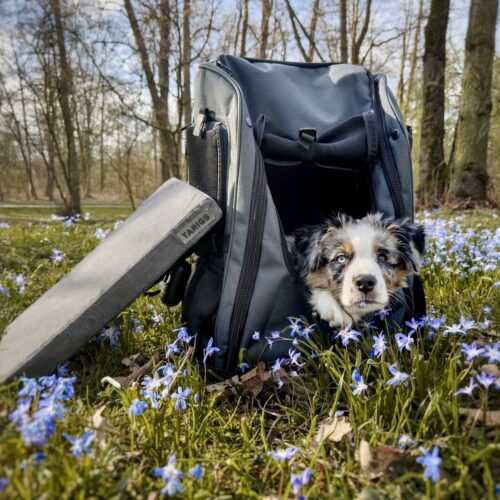 Puppy lies in the PeakStone Backpack. The matching Booster Seat leans against the backpack.