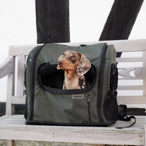 Perro salchicha miniatura sentado en la mochila TARIGS para perros salchicha en un banco
