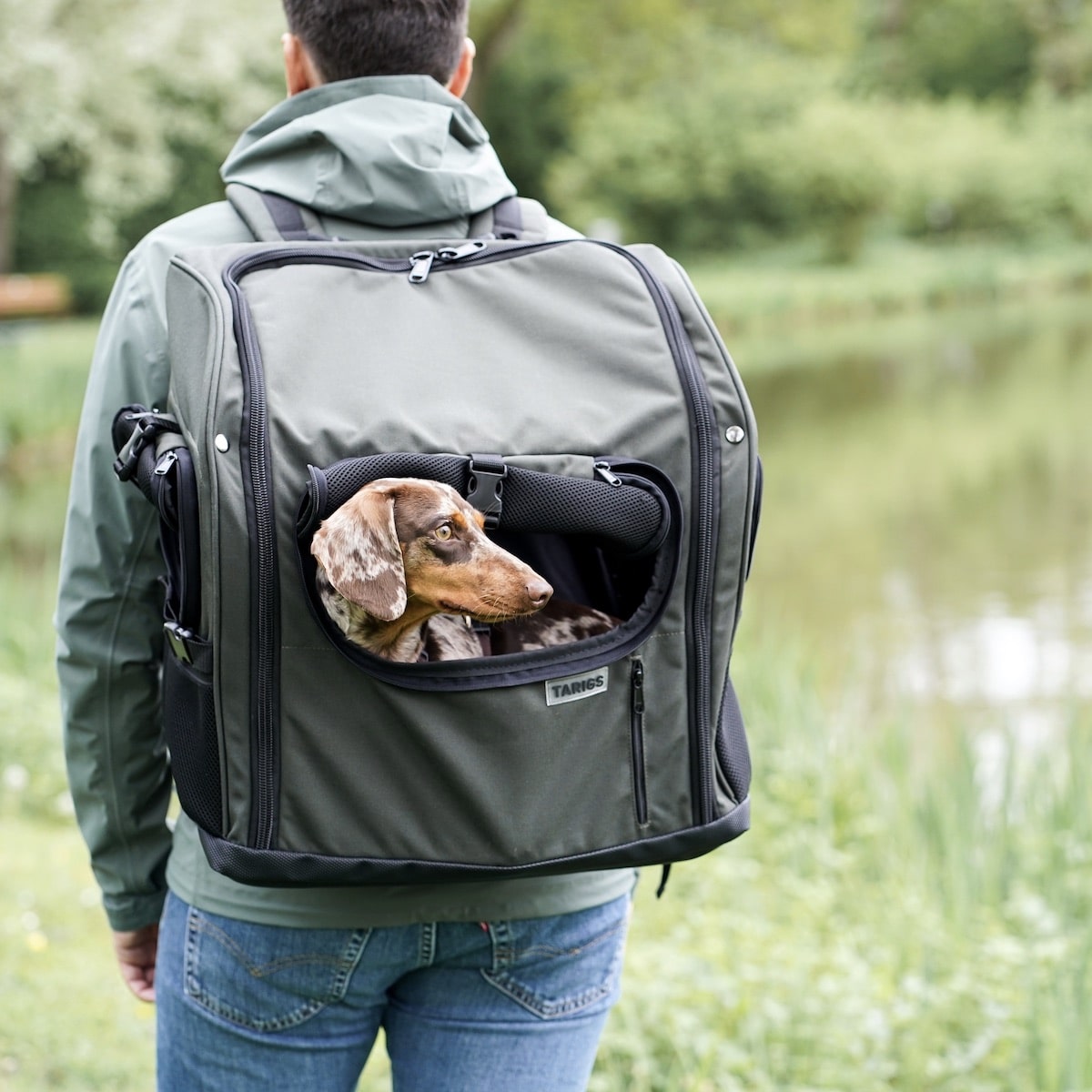 Hombre que lleva la mochila TARIGS Dachshund con un perro salchicha miniatura en su interior en color verde oliva