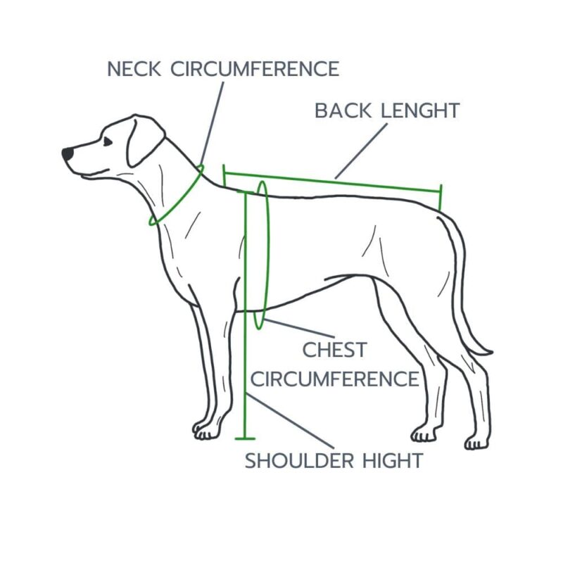 Size chart for different dog breeds - take a look | TARIGS