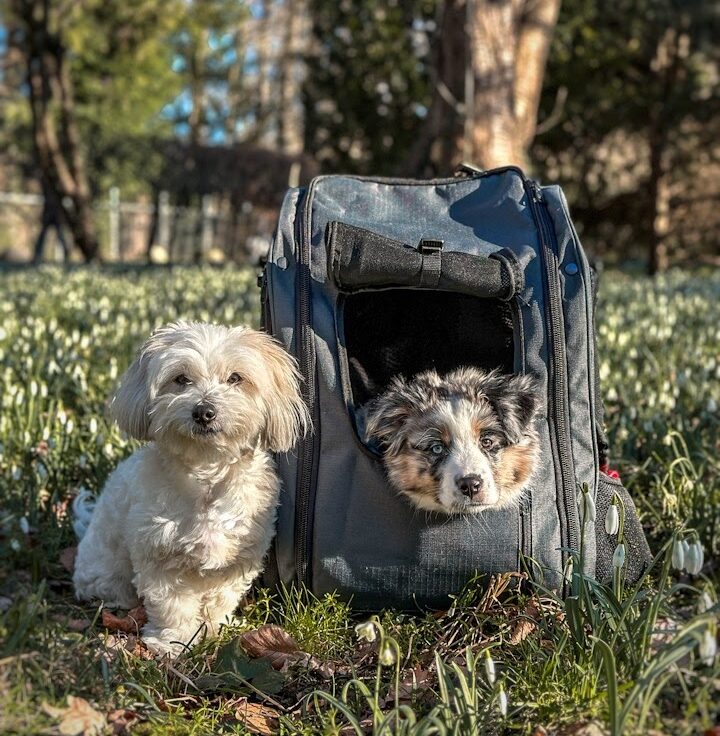 Welpe im Hunderucksack auf einer Blumenwiese, daneben sitzt ein anderer kleiner Hund