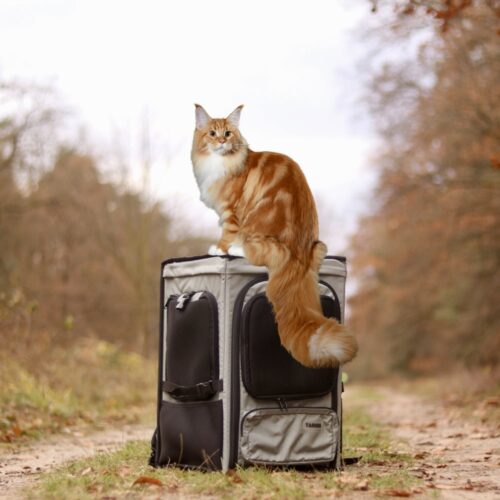 Adventure awaits: Cat perched on top of the ROOFPACKER backpack