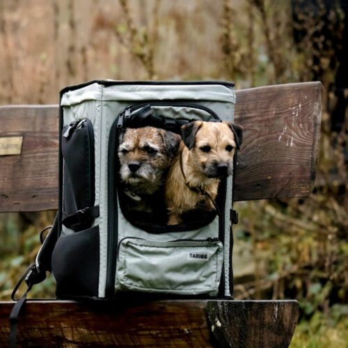 Border Terrier sentado en el ROOFPACKER en el bosque