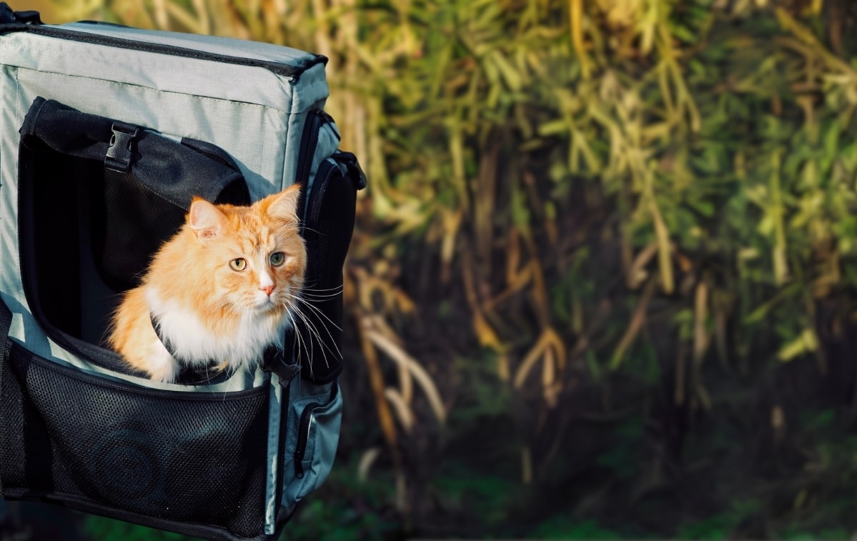 Norwegische Waldkatze genießt die Aussicht aus dem Rucksack für Katzen von TARIGS