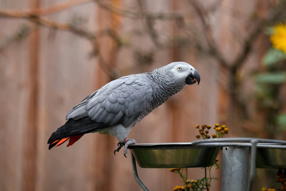Loro gris en el bebedero