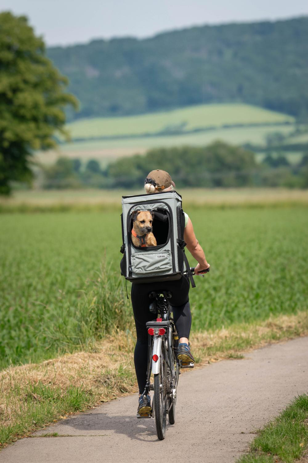 Border Terrier im ROOFPACKER Eine Fahrradtour im ROOFPACKER