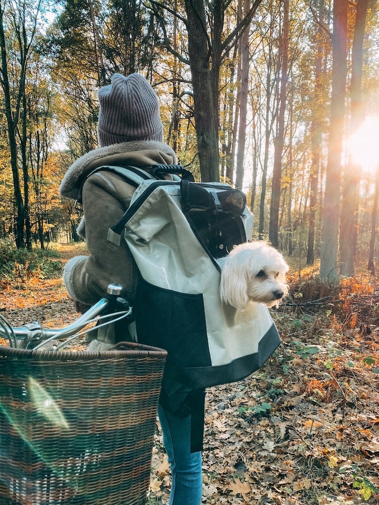 Perro en una MountainRock Backpack, mirando por la ventana de la mochila hacia un colorido bosque otoñal.