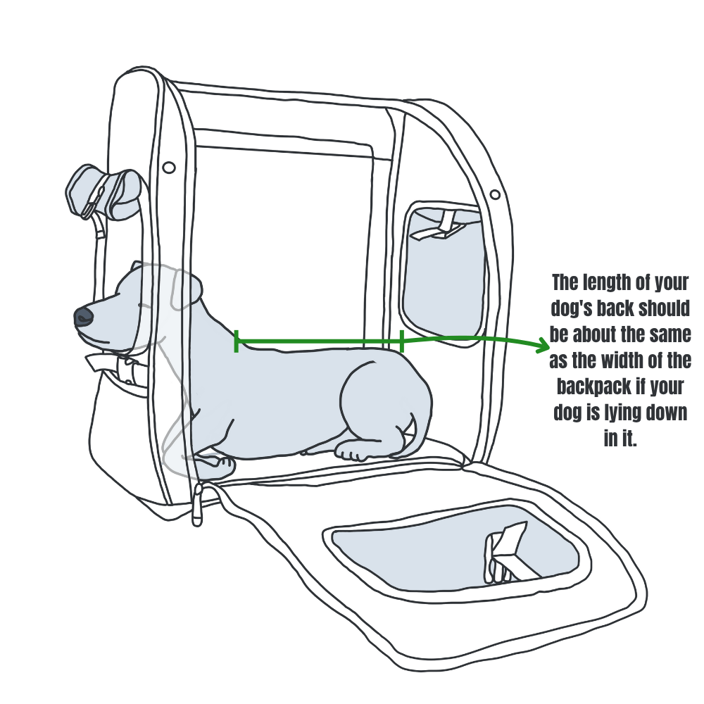 Illustration of a dog lying in a backpack, showing that the length of the dog's back should correspond to the width of the backpack.