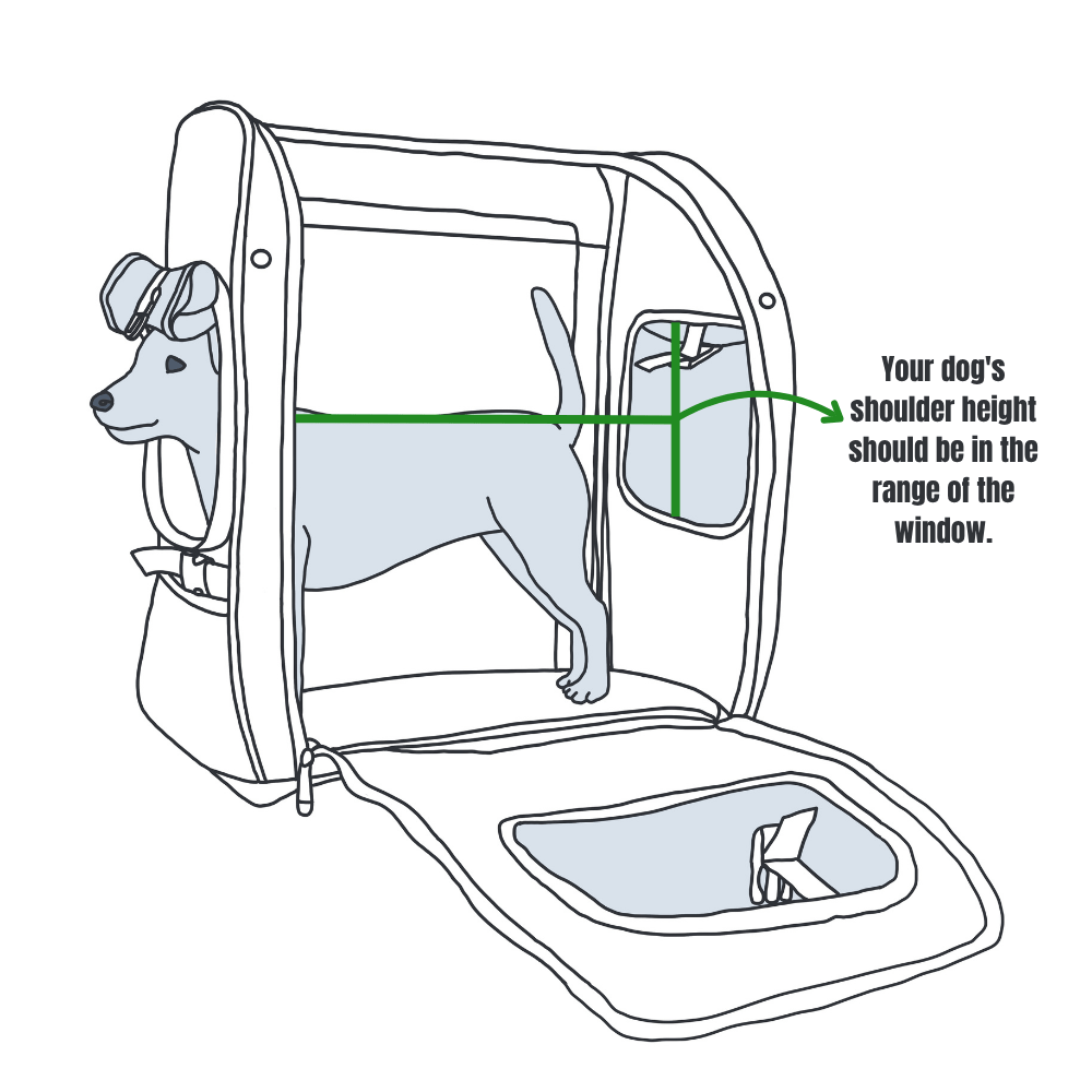 Illustration of a standing dog in a backpack, showing that the shoulder height should be within the window area.