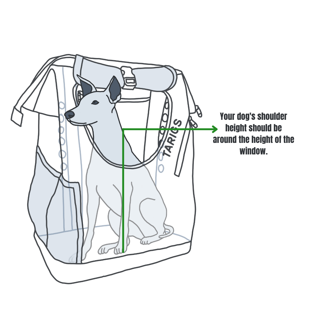 Illustration of a dog sitting in a backpack, showing that the shoulder height should be in the area of the window.