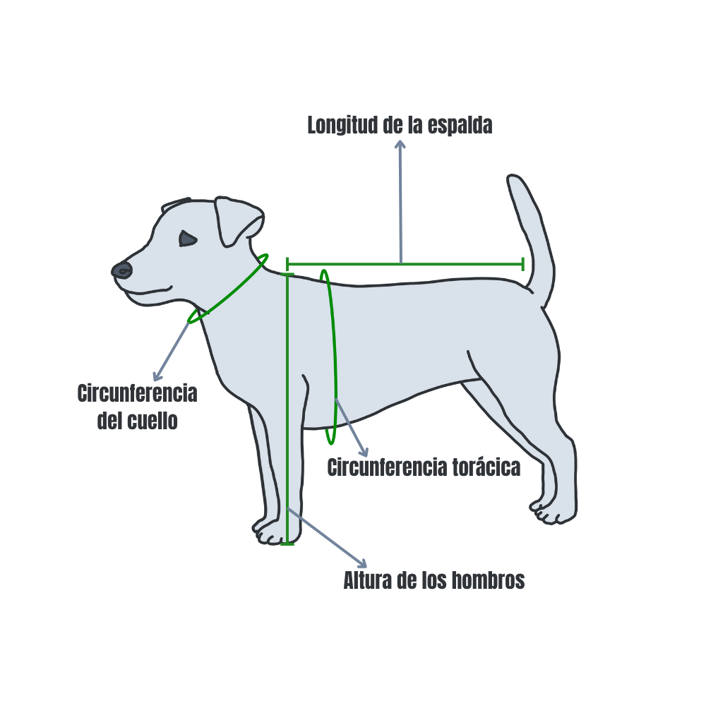 Ilustración que muestra cómo medir a un perro para una mochila, con la longitud de la espalda, el contorno del cuello, el contorno del pecho y la altura de los hombros marcados.