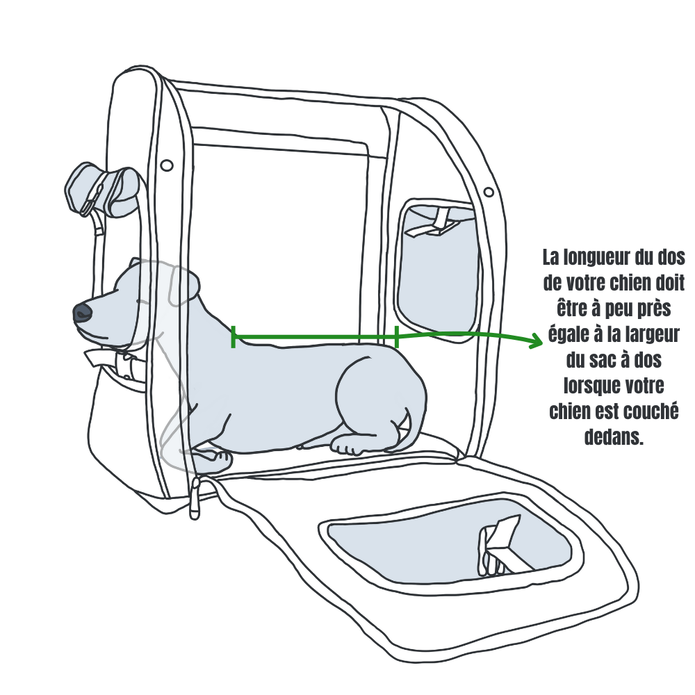 Largeur de couchage dans le sac à dos Illustration d'un chien couché dans un sac à dos, montrant que la longueur du dos du chien doit correspondre à la largeur du sac à dos.