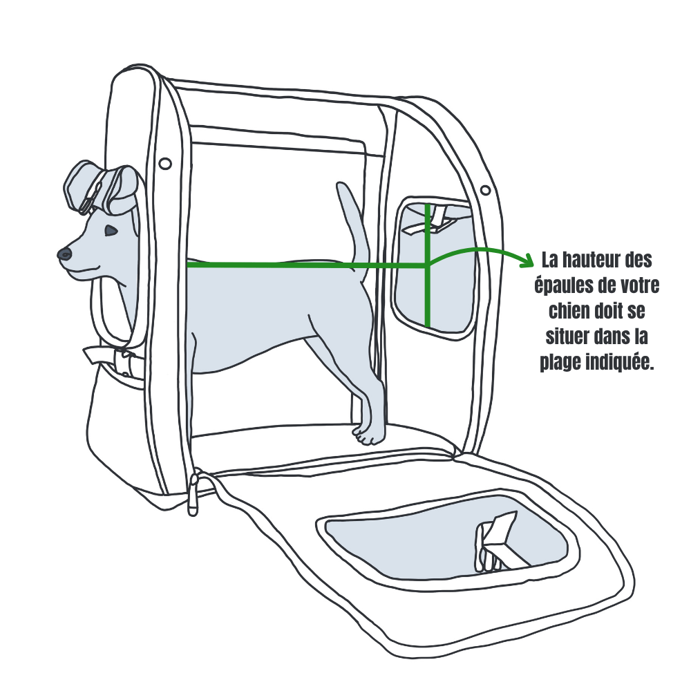 Hauteur des épaules lorsque le chien est debout Illustration d'un chien debout dans un sac à dos, montrant que la hauteur des épaules doit se situer dans la zone de la fenêtre.