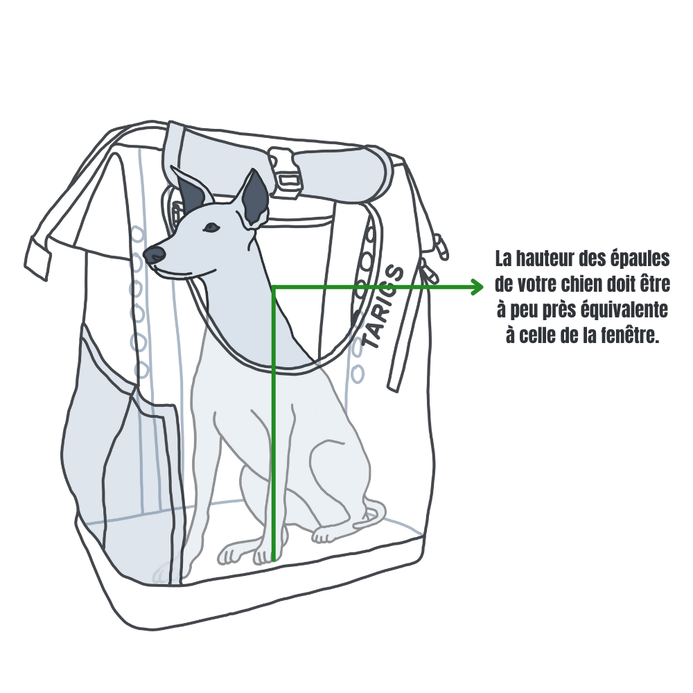 Hauteur des épaules chez un chien assis Illustration d'un chien assis dans un sac à dos, montrant que la hauteur des épaules doit se situer au niveau de la fenêtre.