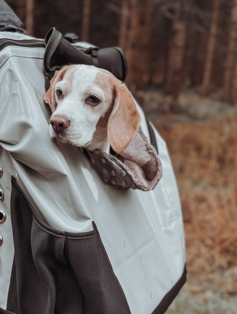 Beagle Zoe en la MountainRock Backpack, acurrucada en la Snuggle Bag, mira por la ventana de la mochila.