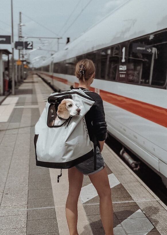 Un beagle en la MountainRock Backpack en el andén