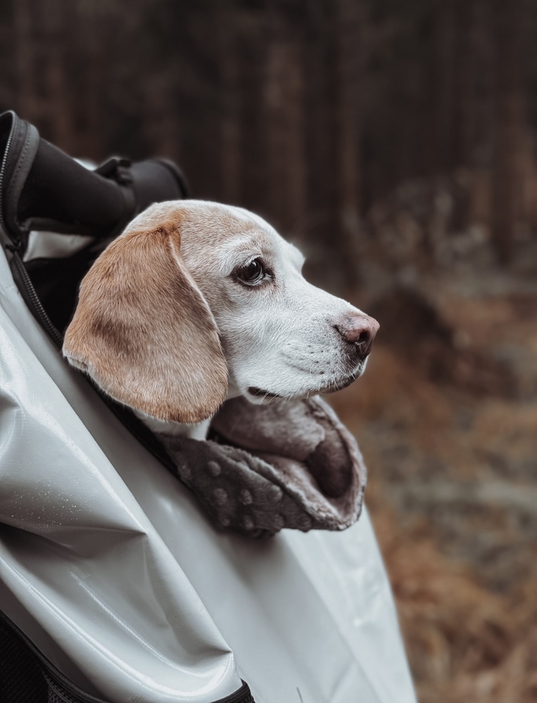 MountainRock Backpack con un beagle asomándose por la abertura.