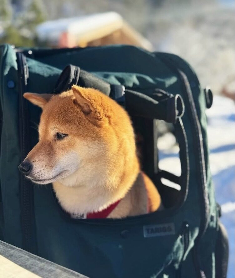 A Shiba Inu with reddish-brown fur looks attentively out of the window of the PeakStone Backpack Large. The backpack stands in the snow in a wintery setting.