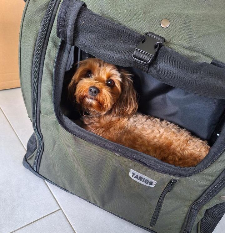 A dog lies calmly and relaxed on its stomach in the Dachshund Backpack.