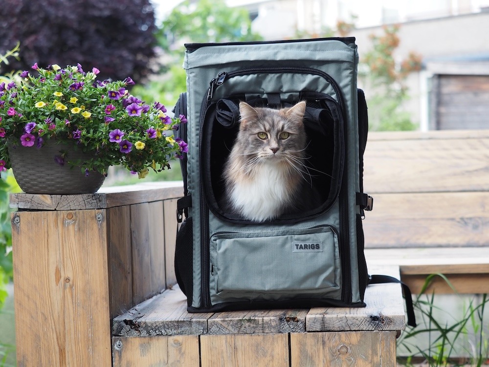 Maine Coon Mix sits in the ROOFPACKER cat backpack from TARIGS. Perfectly placed on the garden bench next to colorful flowers, he is ready for a relaxing time.