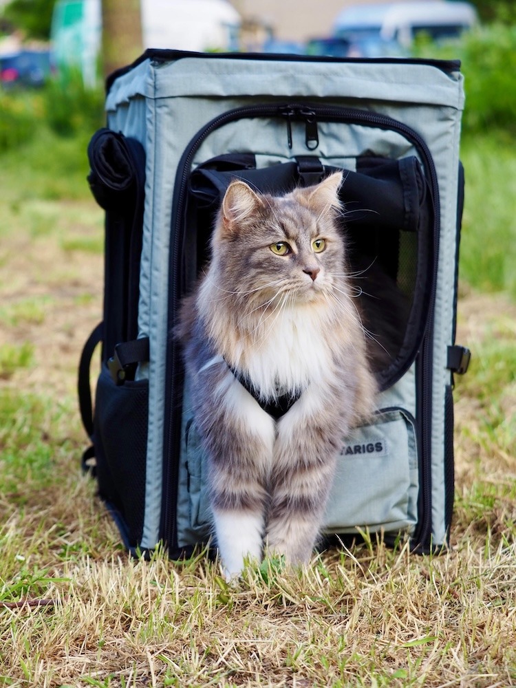 Maine Coon Mix stands in the large, open front window of the ROOFPACKER and watches the action.