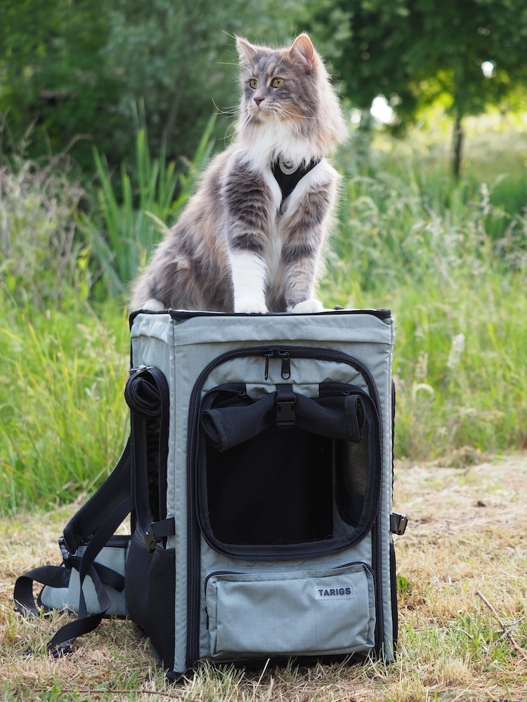 Noah, a Maine Coon mix with a shoulder height of 32 cm and a weight of 5.5 kg, sits outside in the tall grass on his ROOFPACKER.