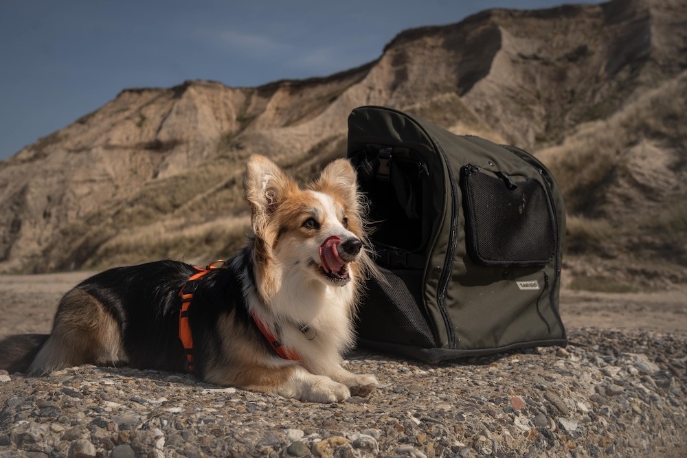 Corgi Lumi est allongée, détendue, à côté du sac à dos Dachshund Backpack en taille Maxi (L) devant un paysage vallonné de dunes.