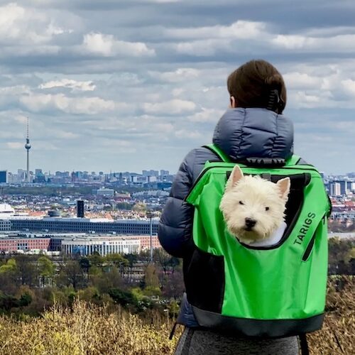 Ein Westie schaut aus dem Fenster des TARIGS MountainRock Backpack auf dem Rücken seiner Halterin. Die Szene zeigt die beiden auf einem Hügel mit Blick auf die Skyline von Berlin mit dem Fernsehturm.
