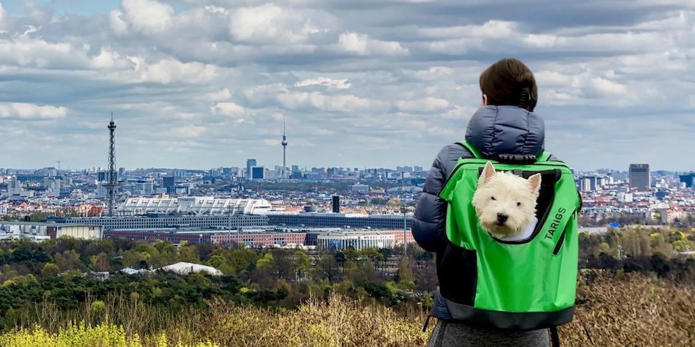 Berlin von oben – mit dem besten Platz im TARIGS Rucksack Ein Westie schaut aus dem Fenster des TARIGS MountainRock Backpack auf dem Rücken seiner Halterin. Die Szene zeigt die beiden auf einem Hügel mit Blick auf die Skyline von Berlin mit dem Fernsehturm.