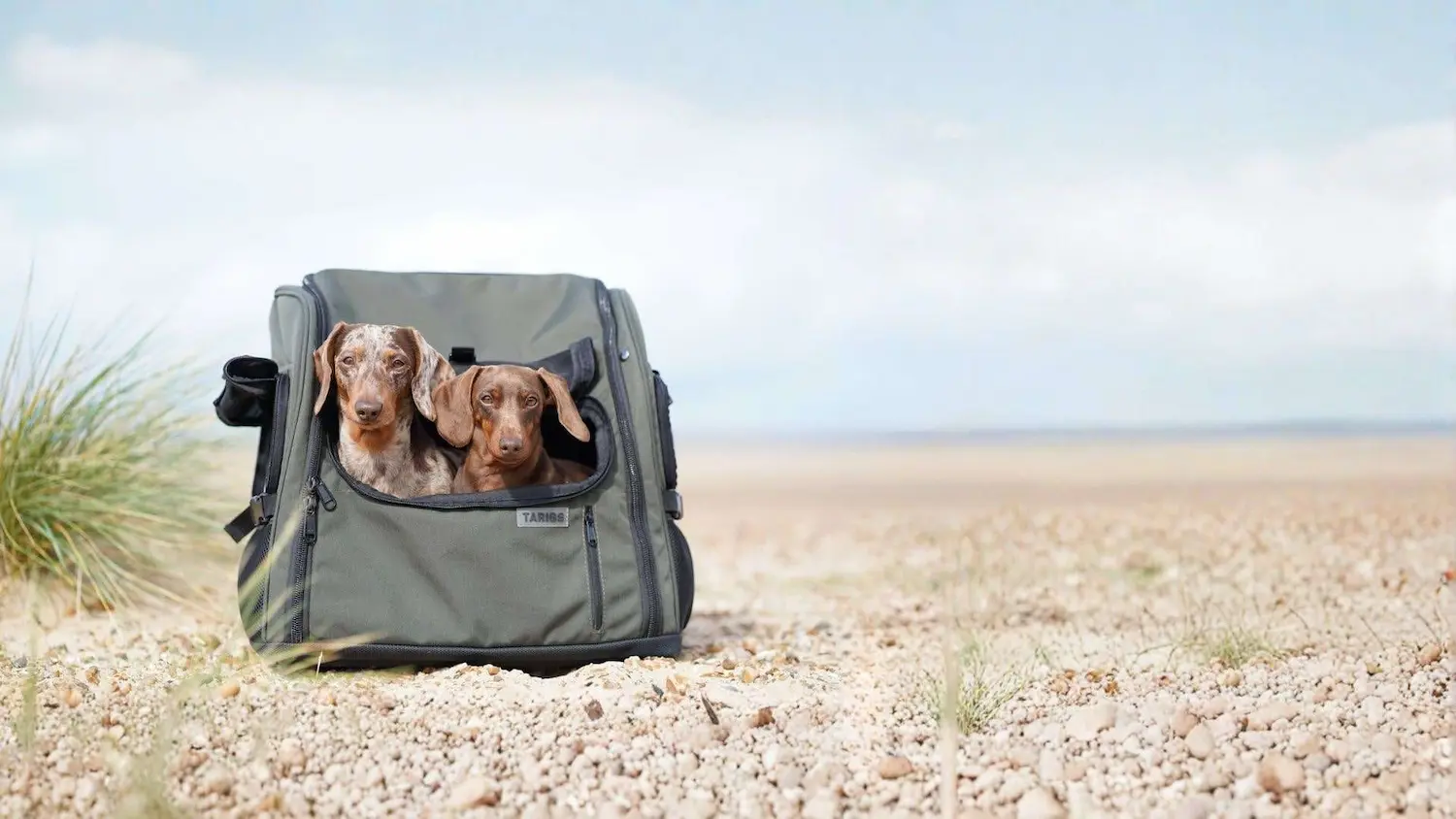 Dackel-Hunderucksack von TARIGS Zwei Zwergdackel sitzen in einem Hunderucksack von TARIGS auf einem Outdoor-Event