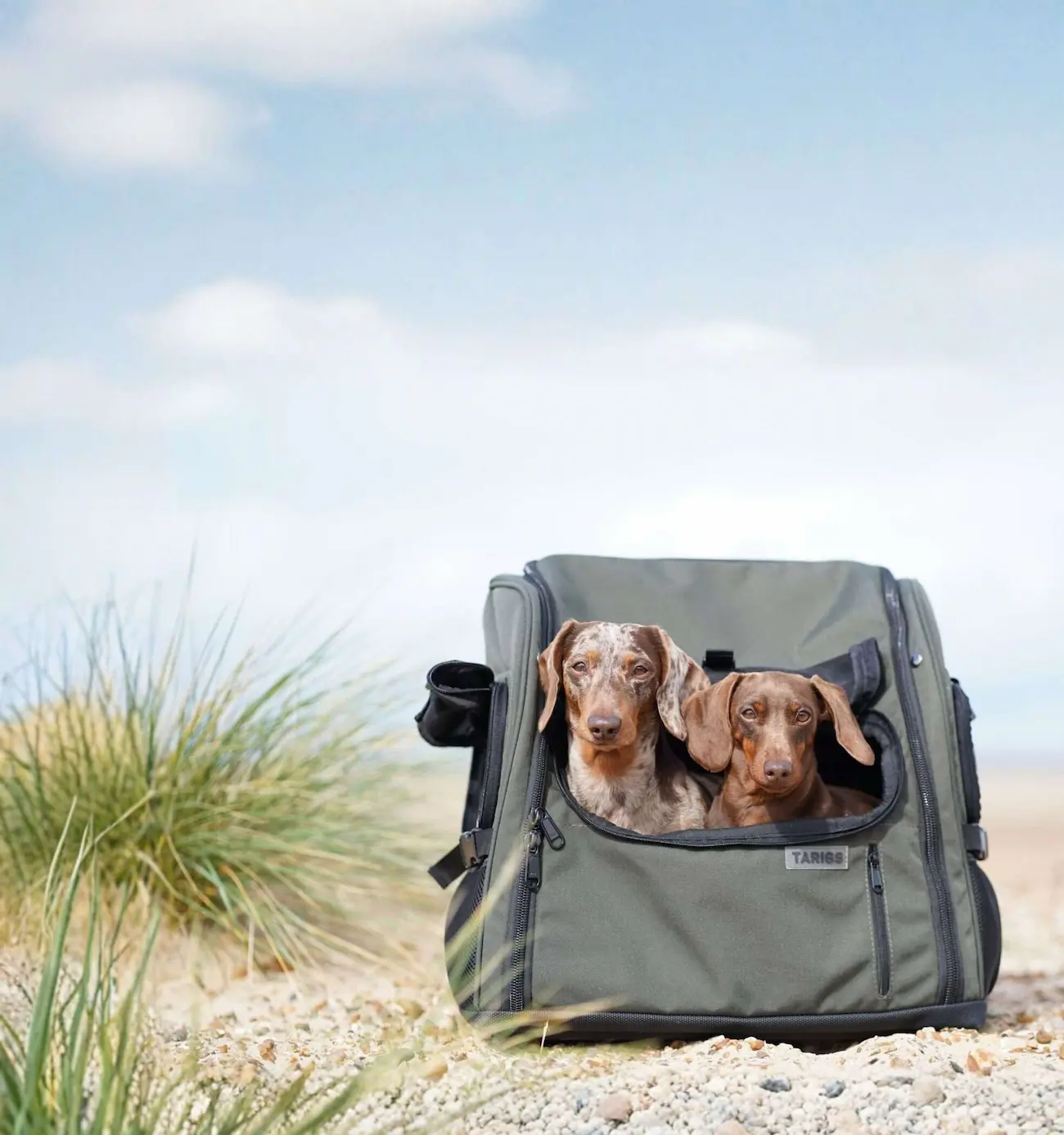 Dackel-Hunderucksack von TARIGS Zwei Zwergdackel sitzen in einem Hunderucksack von TARIGS auf einem Outdoor-Event